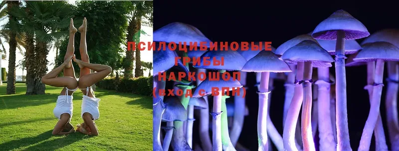 Галлюциногенные грибы Cubensis  Валдай 